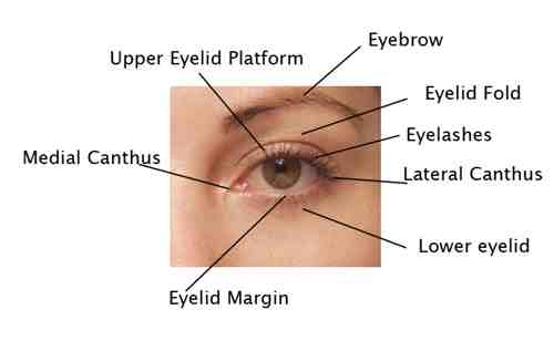 Eyelid Surgery | Blepharoplasty | Cosmetic Surgery | Beverly Hills | Los Angeles CA