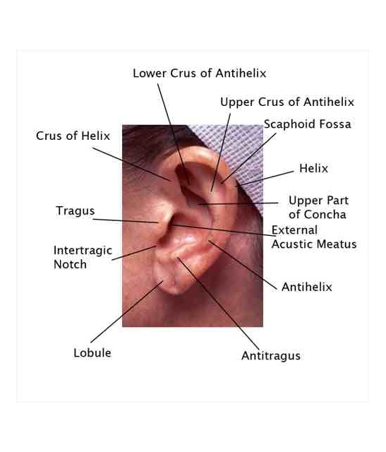 Ear