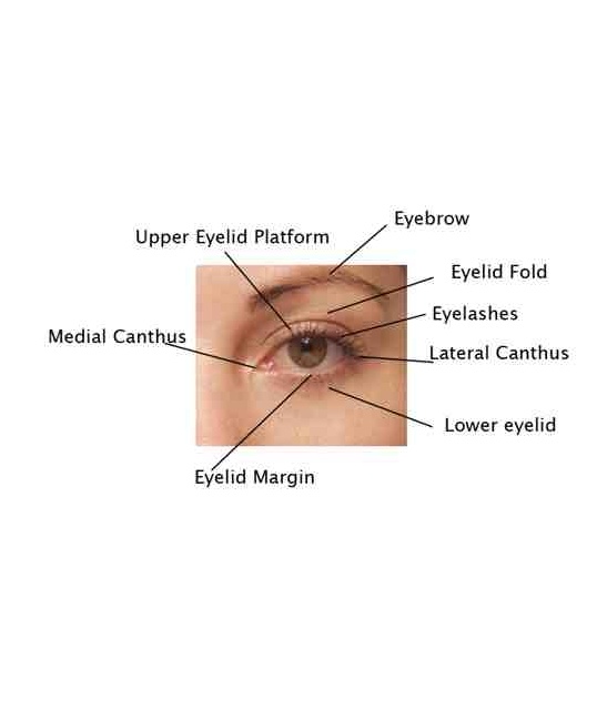 Eyelid
