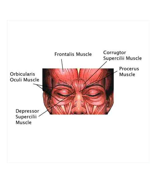 Facial Muscles