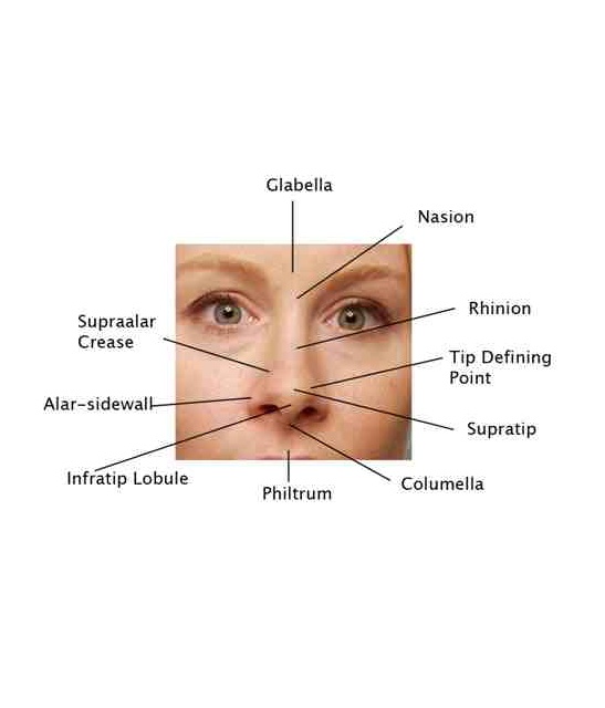 Front of Face